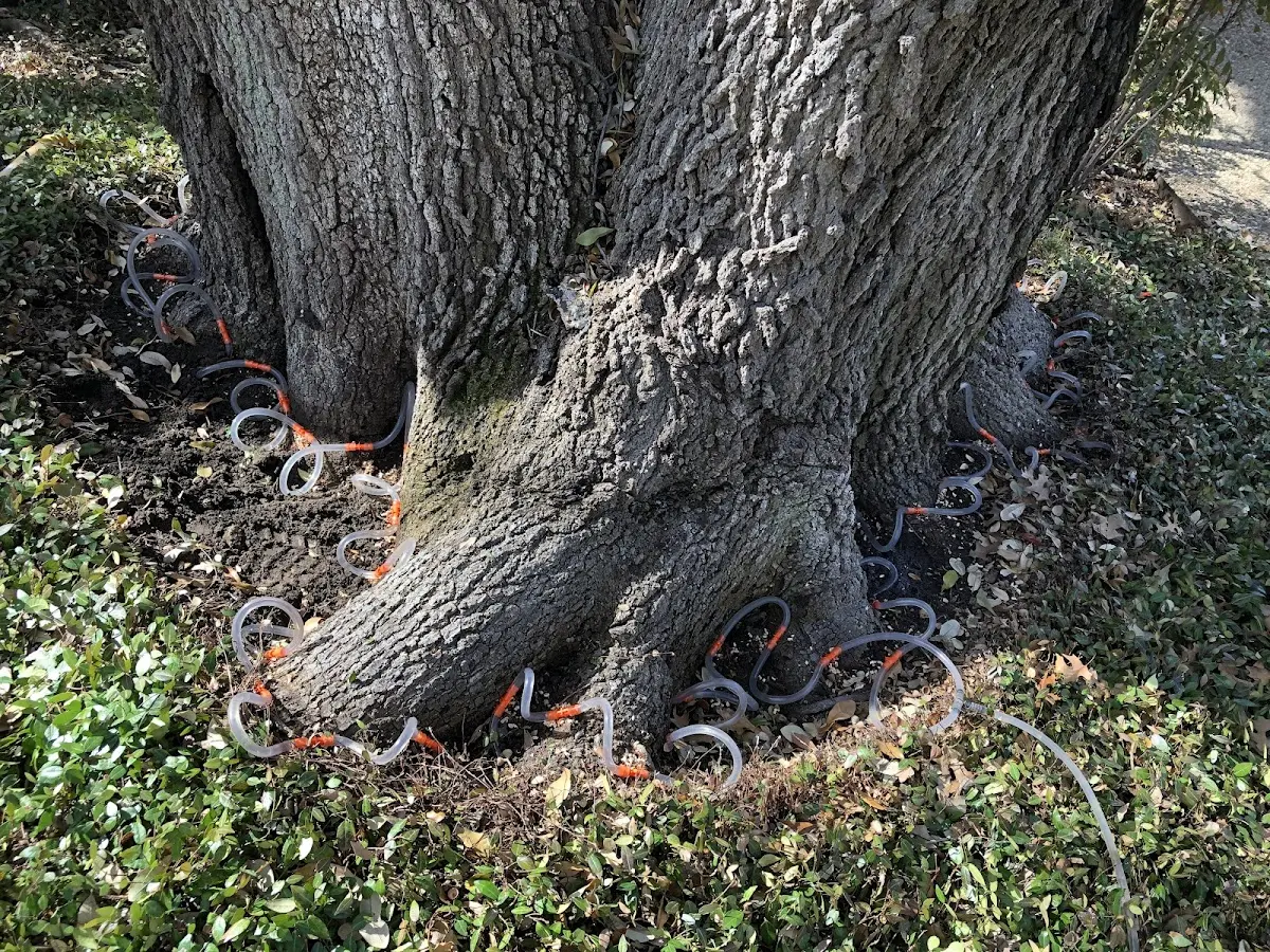 Detailed Shrub and Hedge Trimming job site in Jonestown