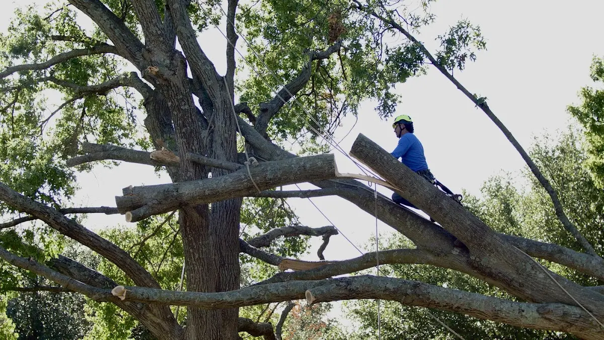 Professional Hazardous Tree Removal performed by certified arborists in Jonestown